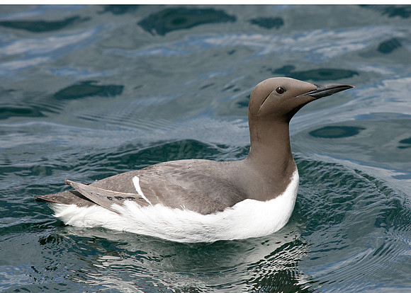 Guillemot Uria aalge