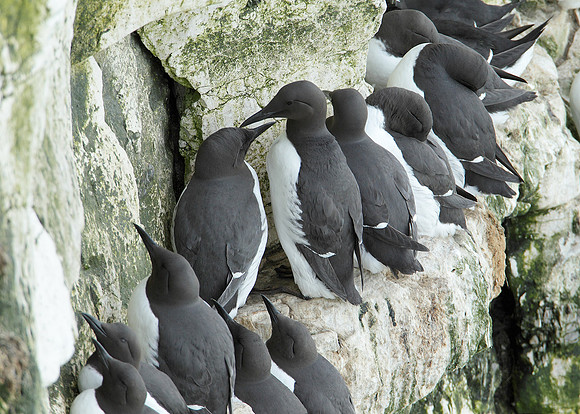 Guillemot Uria aalge