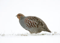 Grey Partridge Perdix perdix