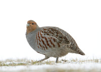 Grey Partridge Perdix perdix