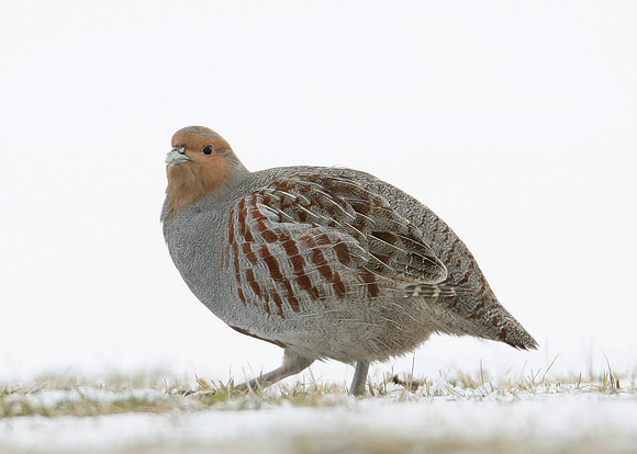 Grey Partridge Perdix perdix
