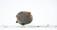 Grey Partridge Perdix perdix