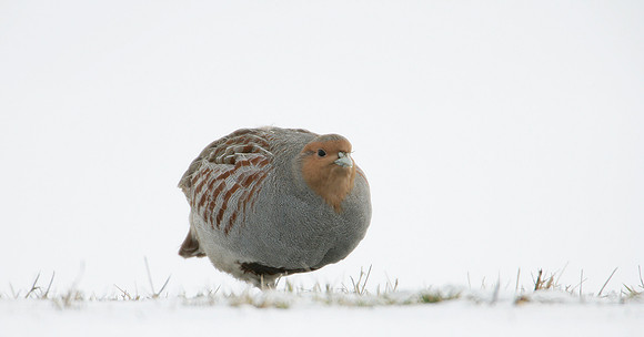 Grey Partridge Perdix perdix