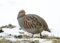 Grey Partridge Perdix perdix