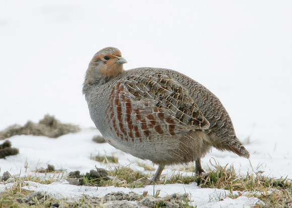 Grey Partridge Perdix perdix