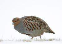 Grey Partridge Perdix perdix