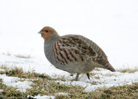 Grey Partridge Perdix perdix