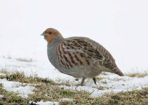 Grey Partridge Perdix perdix