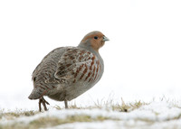 Grey Partridge Perdix perdix