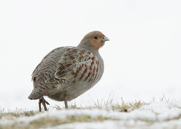 Grey Partridge Perdix perdix