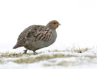Grey Partridge Perdix perdix