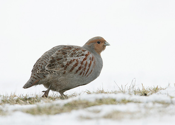 Grey Partridge Perdix perdix