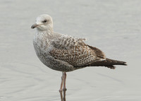 Herring Gull Larus argentatus