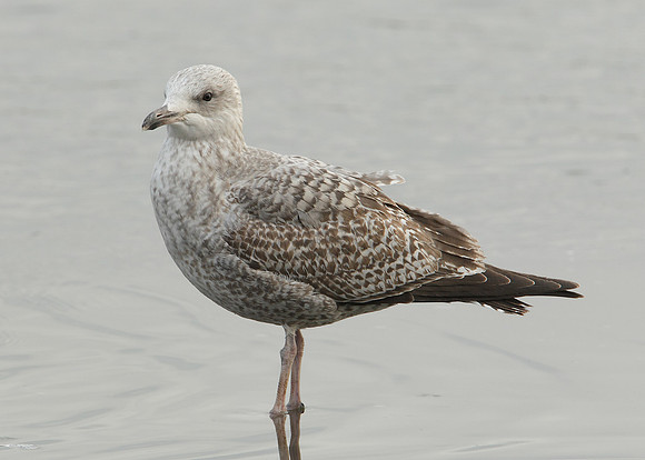 Herring Gull Larus argentatus