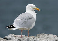Herring Gull Larus argentatus