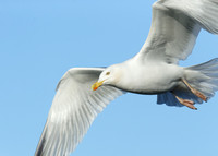 Herring Gull Larus argentatus