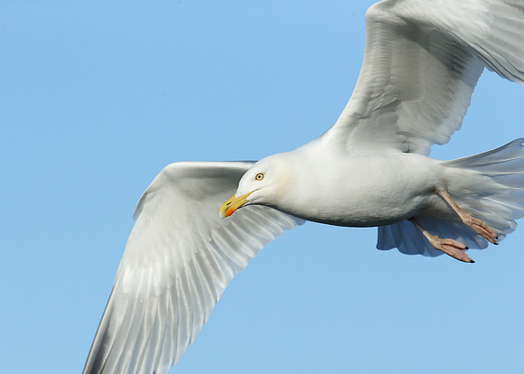 Herring Gull Larus argentatus