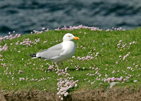 Herring Gull Larus argentatus