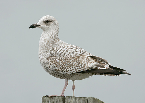 Herring Gull Larus argentatus