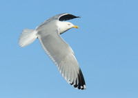 Herring Gull Larus argentatus