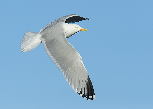 Herring Gull Larus argentatus