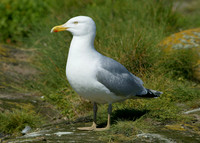 Herring Gull Larus argentatus