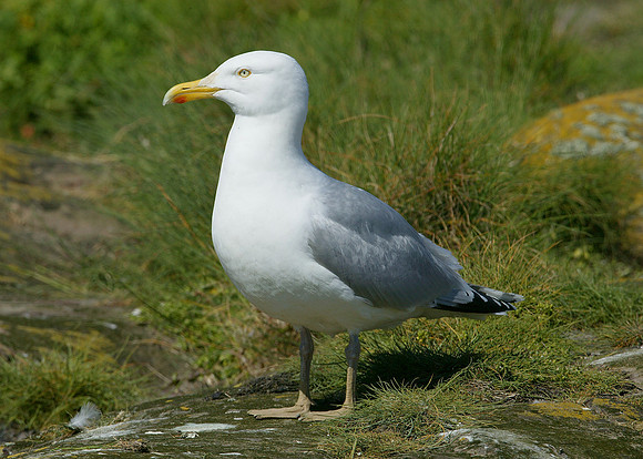 Herring Gull Larus argentatus