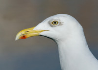 Herring Gull Larus argentatus