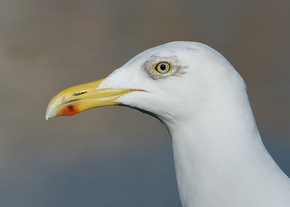 Herring Gull Larus argentatus