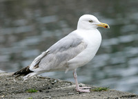 Herring Gull Larus argentatus