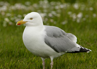 Herring Gull Larus argentatus