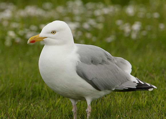 Herring Gull Larus argentatus