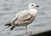 Herring Gull Larus argentatus