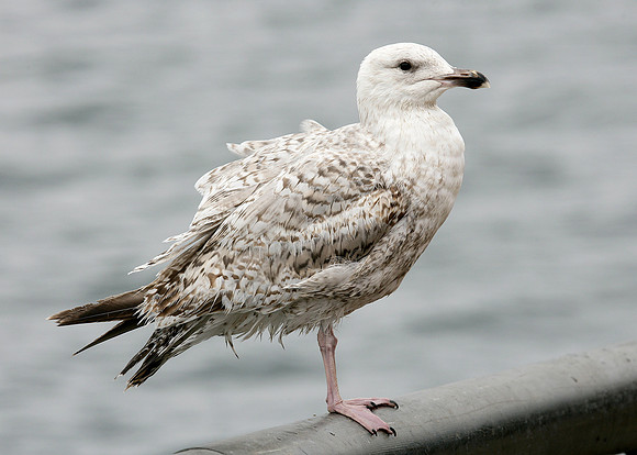 Herring Gull Larus argentatus