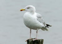 Herring Gull Larus argentatus