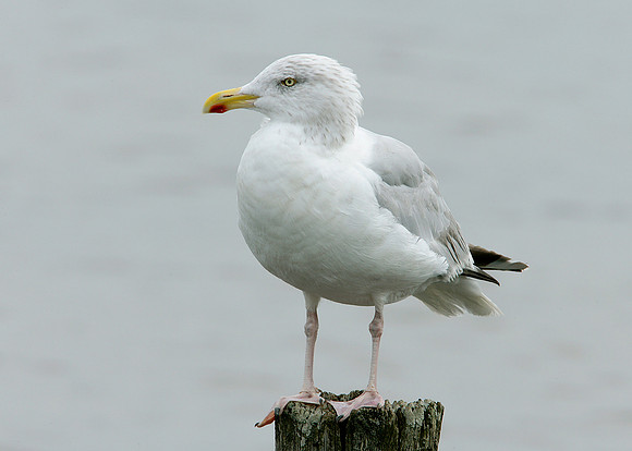 Herring Gull Larus argentatus