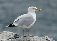 Herring Gull Larus argentatus