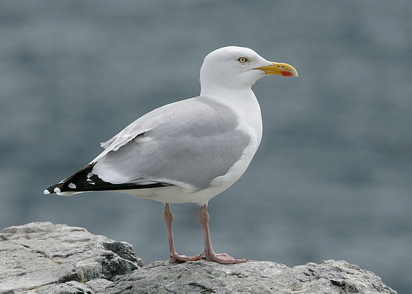 Herring Gull Larus argentatus
