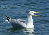 Herring Gull Larus argentatus