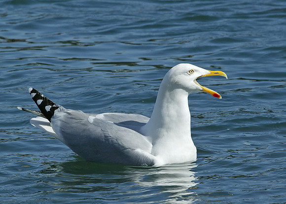 Herring Gull Larus argentatus