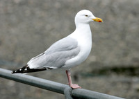 Herring Gull Larus argentatus
