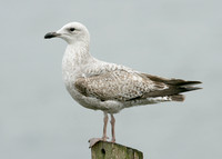 Herring Gull Larus argentatus
