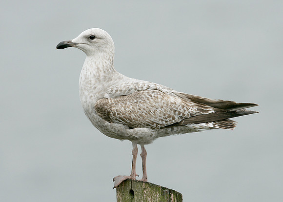 Herring Gull Larus argentatus