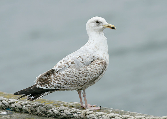 Herring Gull Larus argentatus