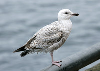 Herring Gull Larus argentatus