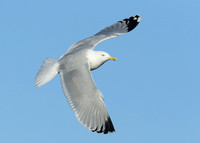 Herring Gull Larus argentatus