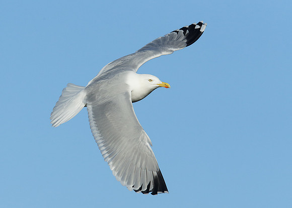 Herring Gull Larus argentatus