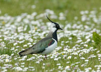 Lapwing Vanellus vanellus