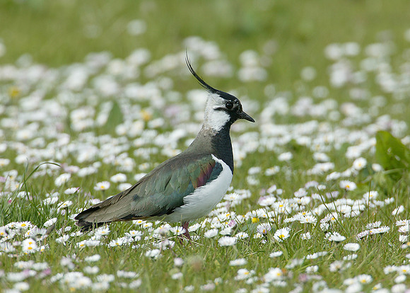 Lapwing Vanellus vanellus