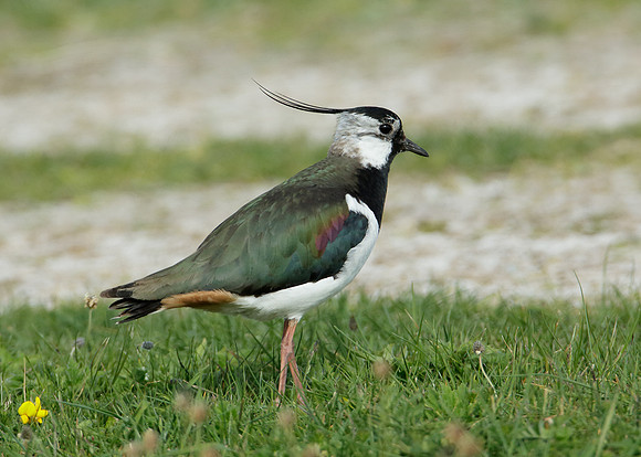 Lapwing Vanellus vanellus